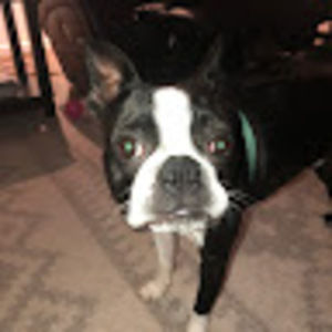 Meet your Posher, Bella